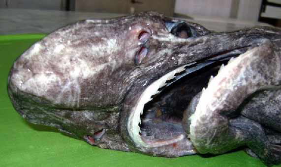 Echinorhinus brucus_08.jpg